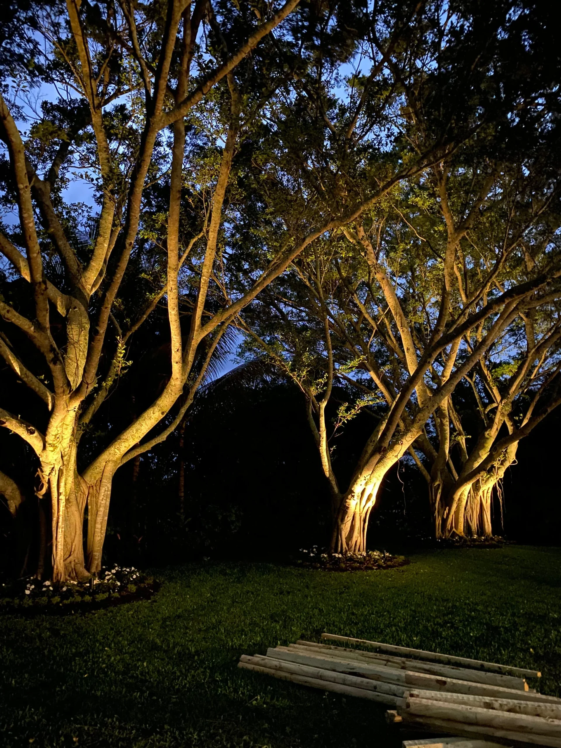 LED landscape accent tree and plant lighting